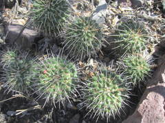 Mammillaria compressa compressa