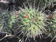 Mammillaria compressa compressa