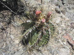 Astrophytum ornatum