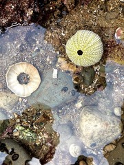 Strongylocentrotidae