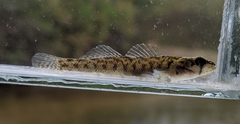 Etheostoma barbouri