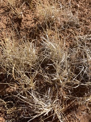 Hesperostipa comata comata