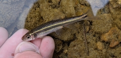 Notropis leuciodus
