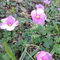 Oxalis hispidula