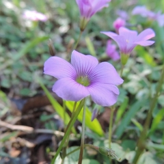 Oxalis hispidula