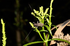 Monochamus carolinensis