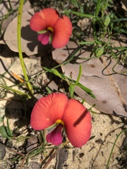 Gompholobium polymorphum