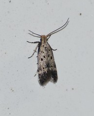 Neodactylota liguritrix