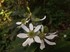 Montanoa frutescens