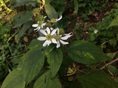 Montanoa frutescens