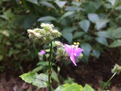 Tripogandra amplexicaulis