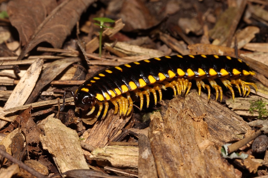 Brachoria divicuma