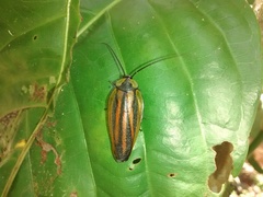 Rochaina phalerata