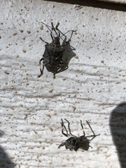 Halyomorpha halys