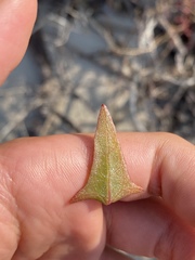 Atriplex cristata