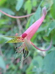Tropaeolum pentaphyllum