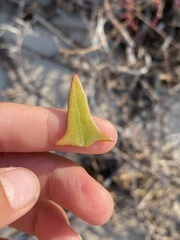 Atriplex cristata