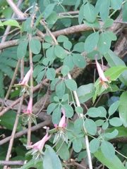 Tropaeolum pentaphyllum