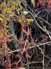 Atriplex cristata