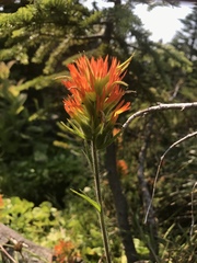 Castilleja suksdorfii