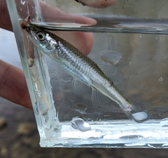 Notropis micropteryx