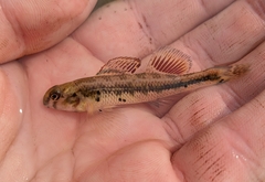 Kentucky Darter photo 2