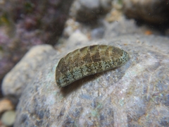 Chiton