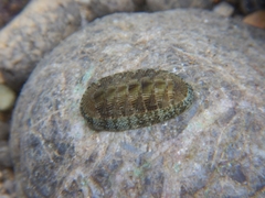 Chiton