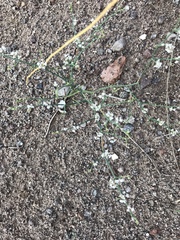 Eriogonum rotundifolium