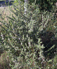 Ononis spinosa hircina