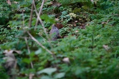 Sciurus carolinensis