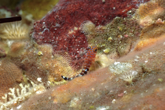 Notoclinops caerulepunctus