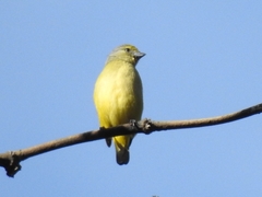 Euphonia affinis