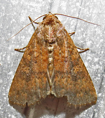 Condica sutor