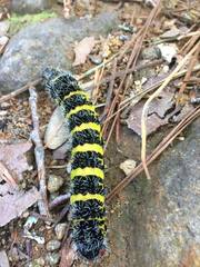 Copaxa multifenestrata