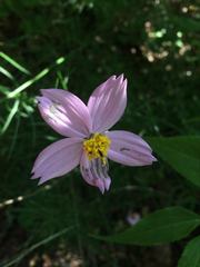 Cosmos crithmifolius