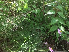 Cosmos crithmifolius