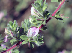 Ononis spinosa hircina