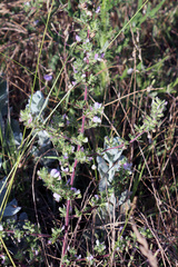 Ononis spinosa hircina