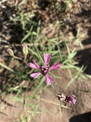 Palafoxia sphacelata