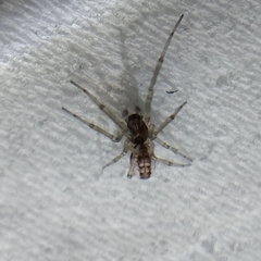 Frontinellina frutetorum