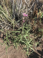 Palafoxia sphacelata