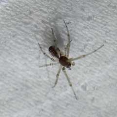 Frontinellina frutetorum