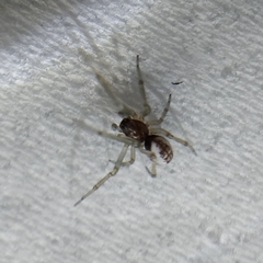 Frontinellina frutetorum