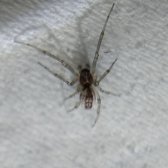 Frontinellina frutetorum