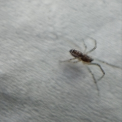 Frontinellina frutetorum