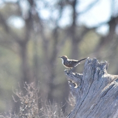 Pomatostomus ruficeps