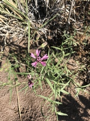 Palafoxia sphacelata