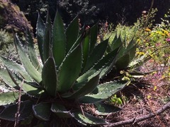 Agave horrida horrida