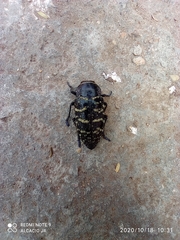 Lampetis dilaticollis